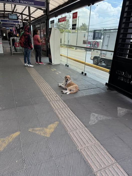Dog sighting photo
