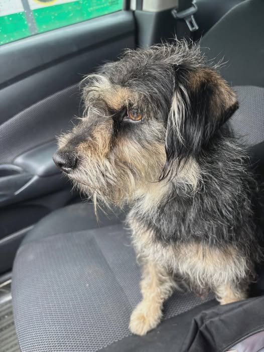 Dog sighting photo