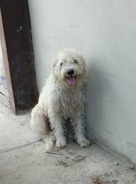 Foto del avistamiento de perro