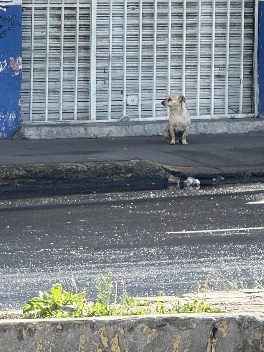 Dog sighting photo