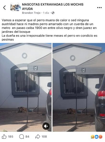 Foto del avistamiento de perro