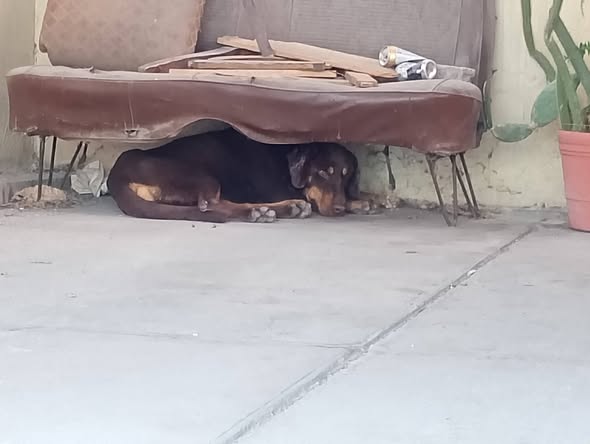 Dog sighting photo