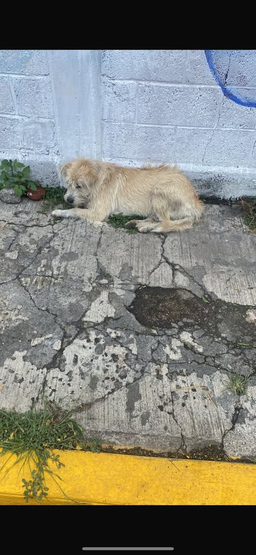 Foto del avistamiento de perro