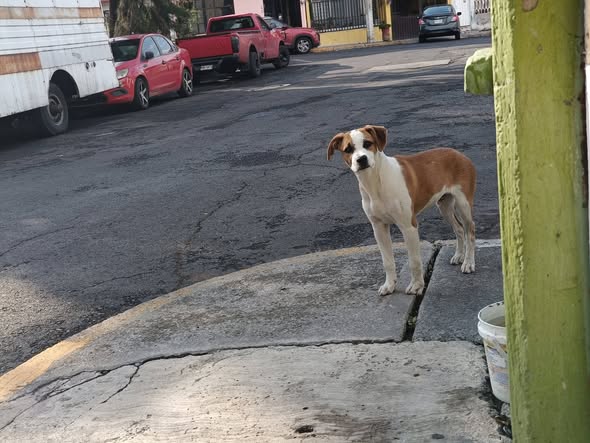 Dog sighting photo