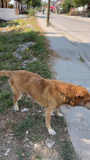 Foto del avistamiento de perro