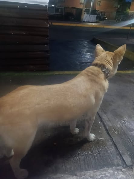 Foto del avistamiento de perro