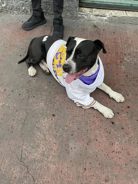 Foto del avistamiento de perro