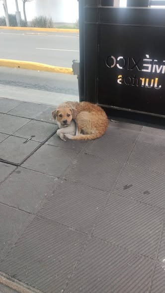 Foto del avistamiento de perro