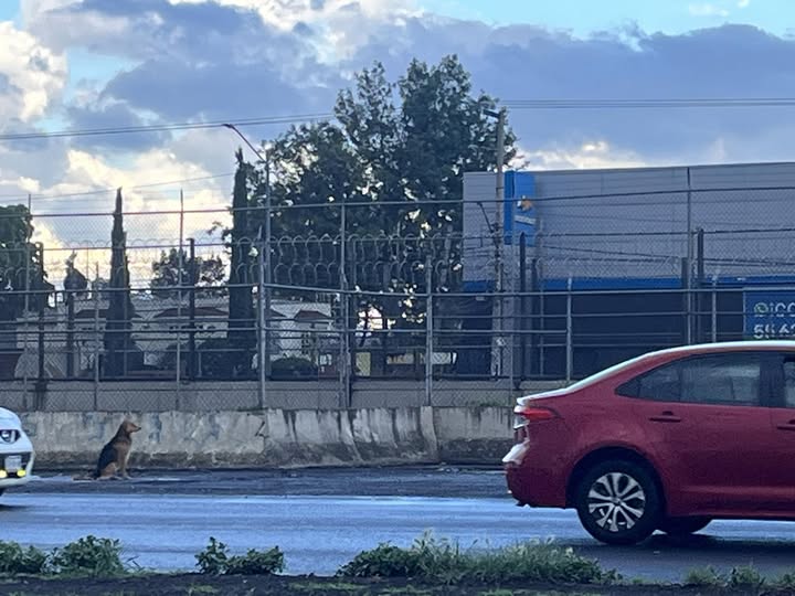 Dog sighting photo