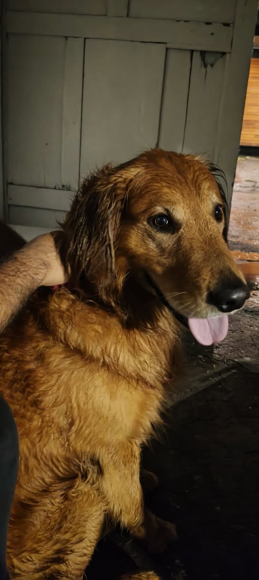 Foto del avistamiento de perro