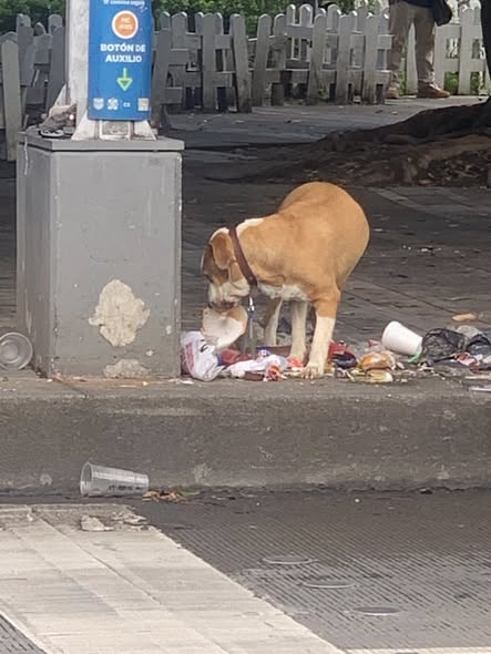 Foto del avistamiento de perro