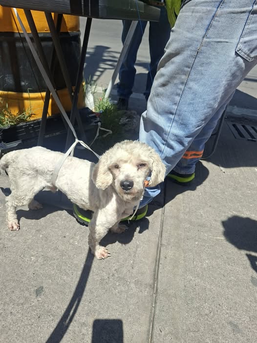 Foto del avistamiento de perro