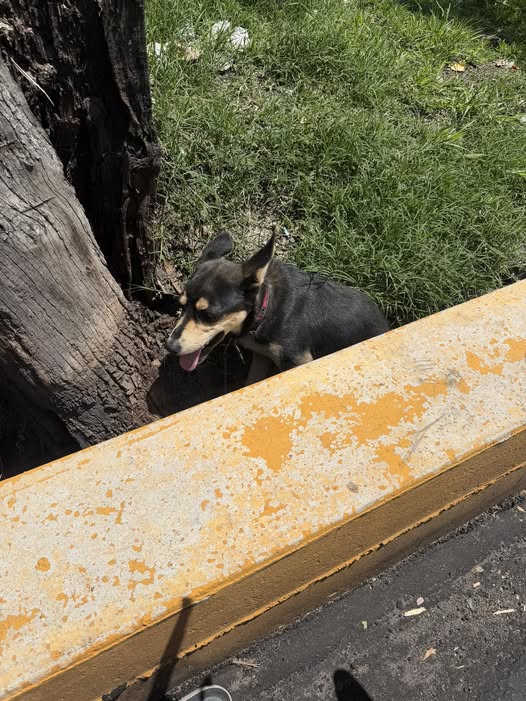 Foto del avistamiento de perro