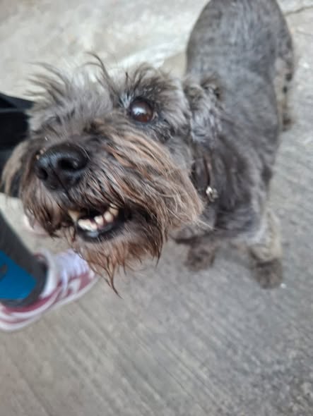 Foto del avistamiento de perro