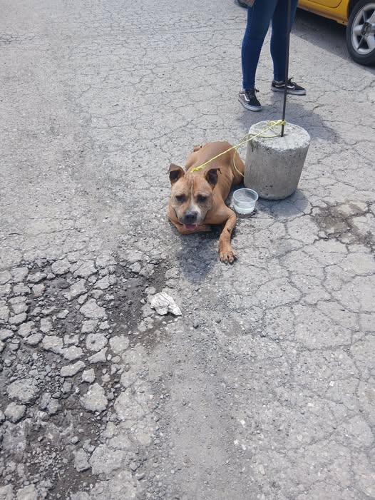 Foto del avistamiento de perro