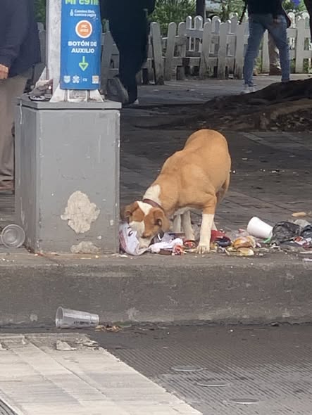 Foto del avistamiento de perro