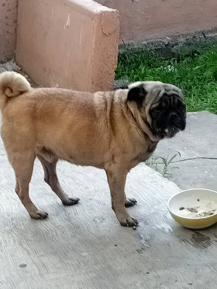 Foto del avistamiento de perro