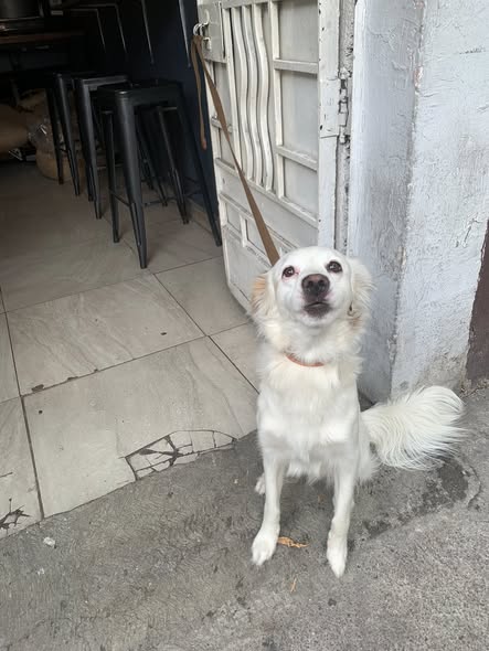 Foto del avistamiento de perro
