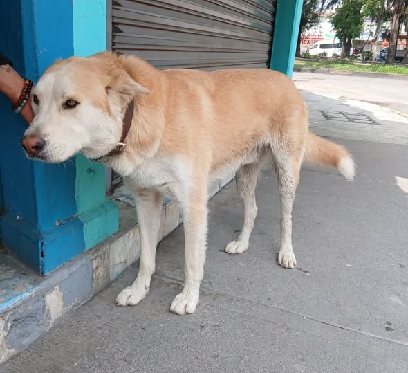Foto del avistamiento de perro