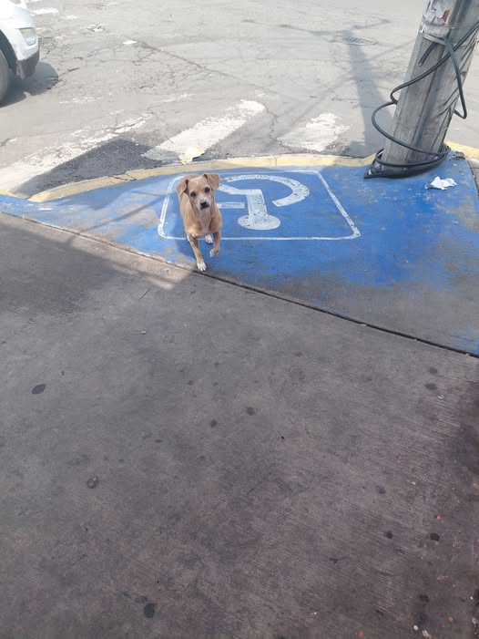 Dog sighting photo
