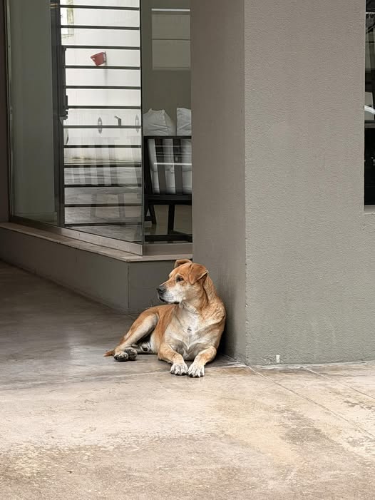 Dog sighting photo