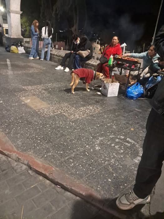 Foto del avistamiento de perro