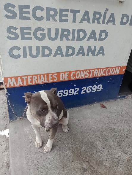 Dog sighting photo