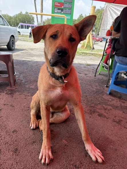 Foto del avistamiento de perro