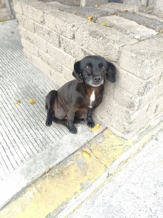 Dog sighting photo