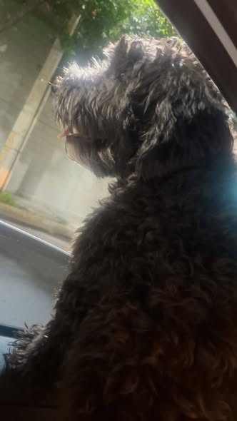 Foto del avistamiento de perro