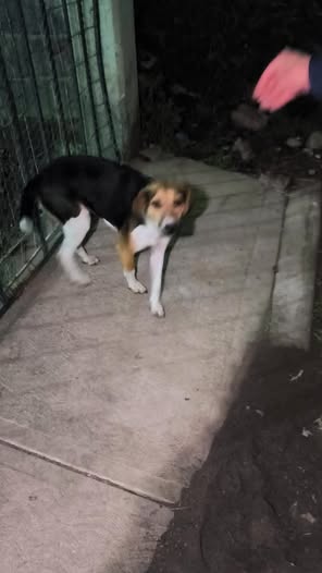 Foto del avistamiento de perro
