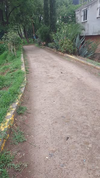 Foto del avistamiento de perro