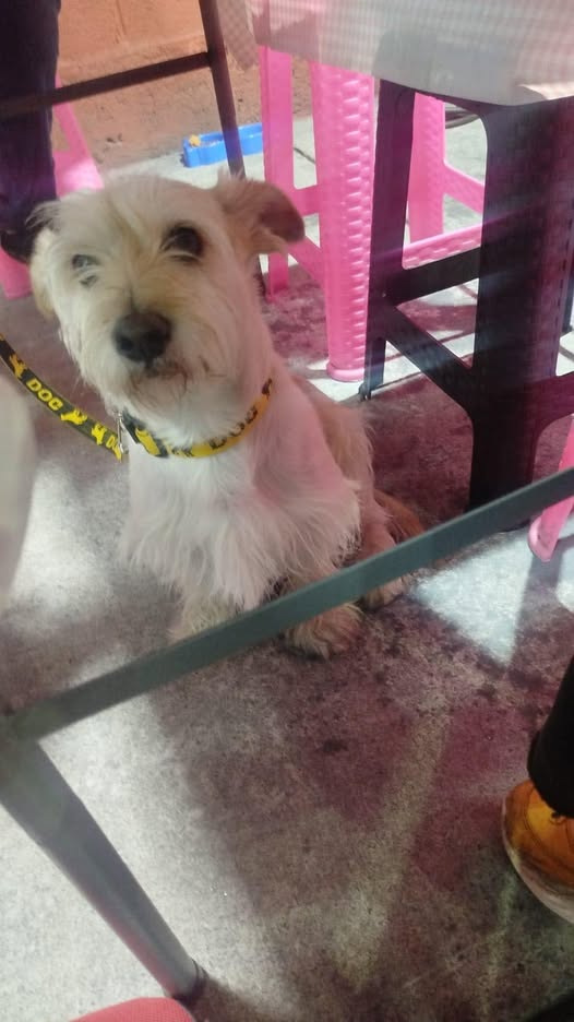 Foto del avistamiento de perro