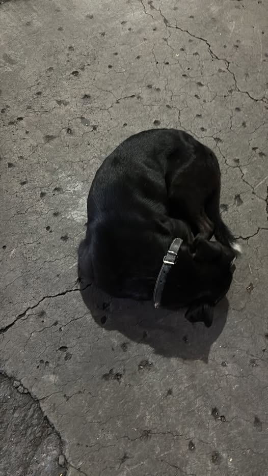 Dog sighting photo
