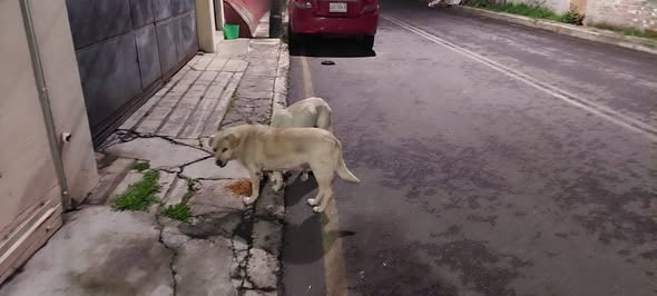 Foto del avistamiento de perro