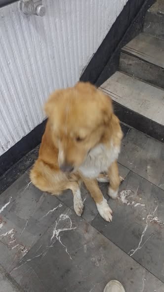 Dog sighting