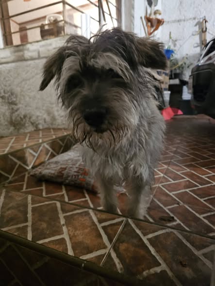 Dog sighting