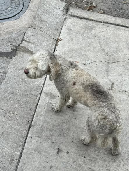 Dog sighting photo