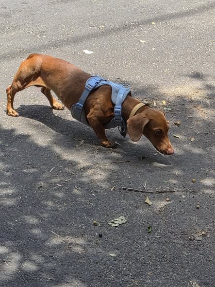 Foto del avistamiento de perro