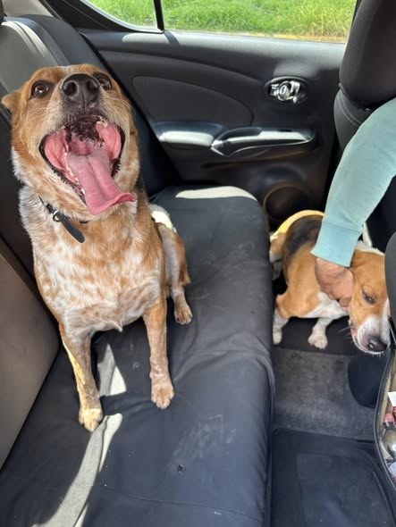 Dog sighting photo
