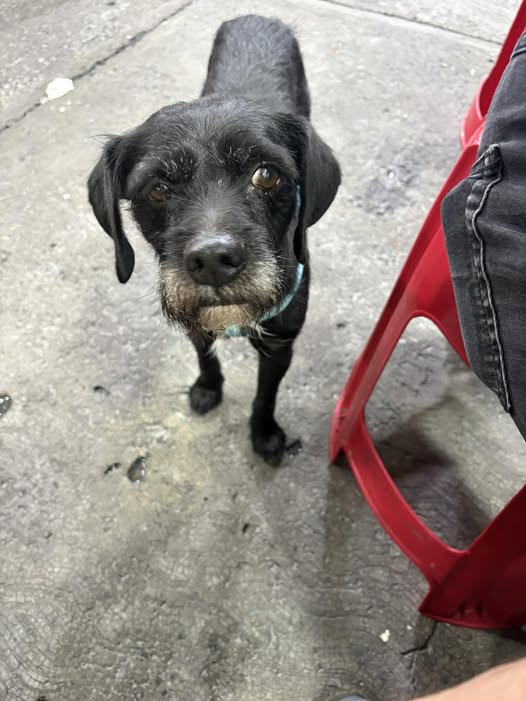 Dog sighting photo