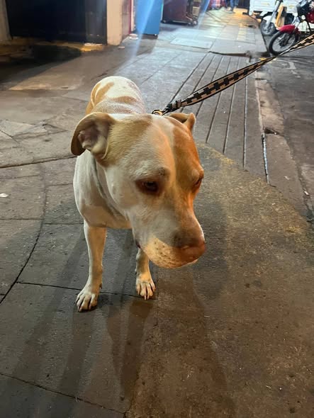 Dog sighting photo