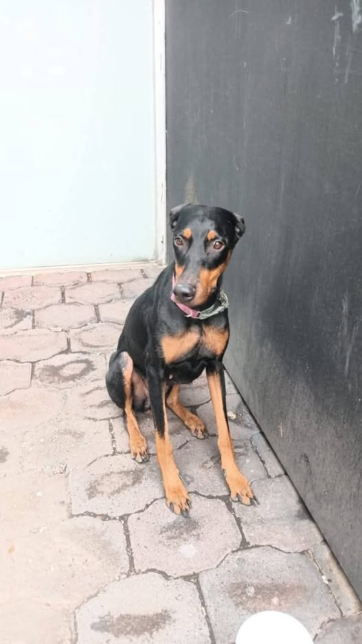 Foto del avistamiento de perro
