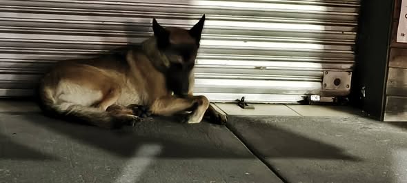 Foto del avistamiento de perro