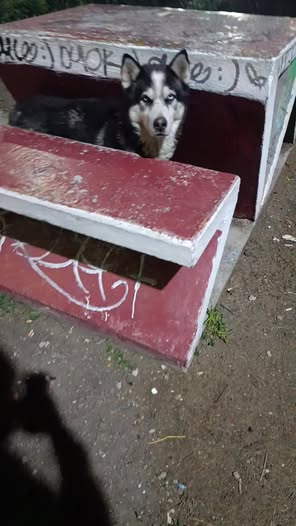 Foto del avistamiento de perro