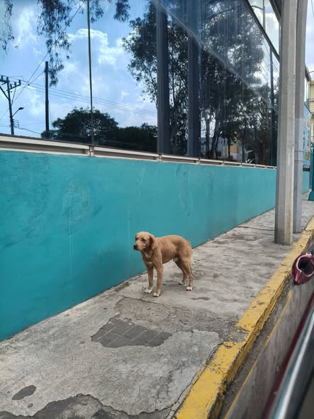 Foto del avistamiento de perro