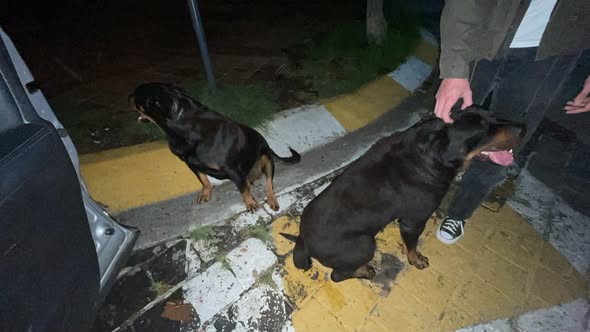 Foto del avistamiento de perro