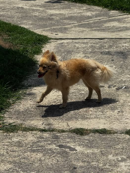 Foto del avistamiento de perro