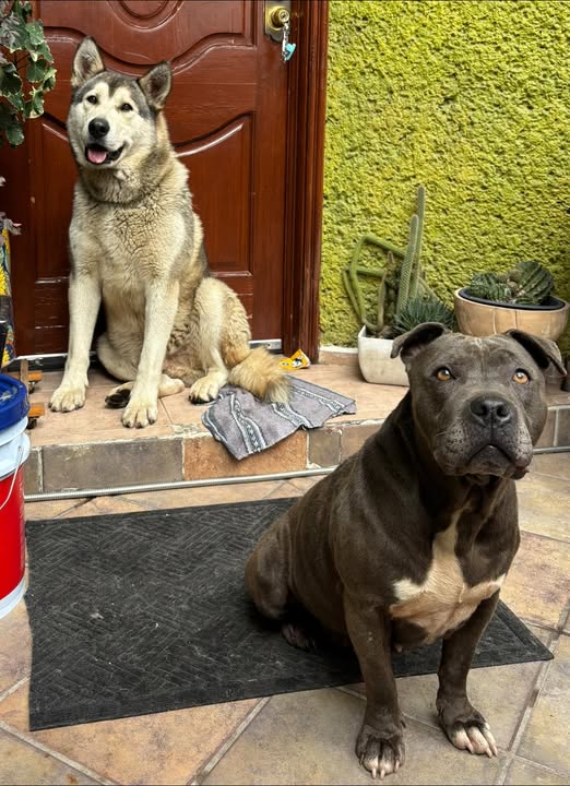 Foto del avistamiento de perro