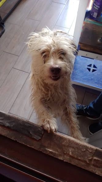 Foto del avistamiento de perro